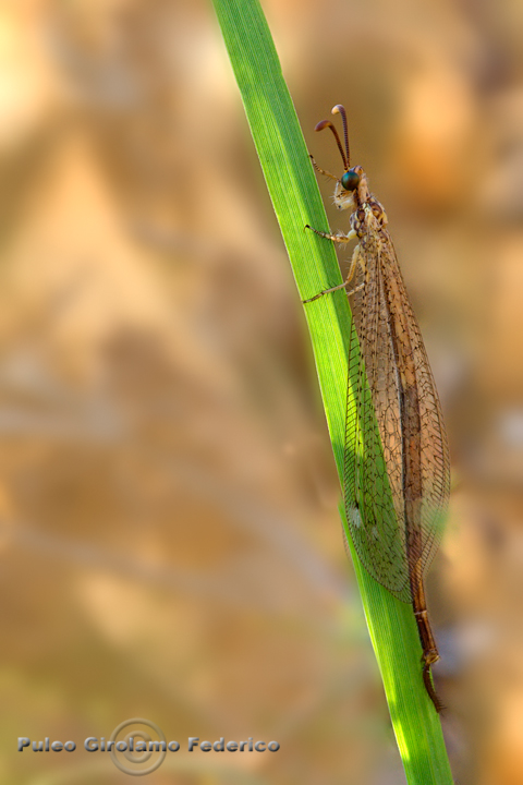 Macronemurus appendiculatus maschio